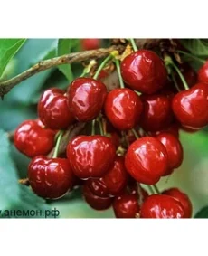 🍒 Vișina Chedovishnia / Cherevishnia (Чюдовишня / Черевишня)