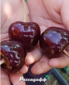 🍒 Cireașa Bîce Serce (Бычье сердце)