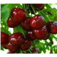 🍒 Cireașa Regina (Регина)