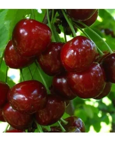 🍒 Cireașa Regina (Регина)