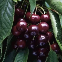🍒 Cireașa Napoleon (Наполеон)