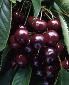 🍒 Cireașa Napoleon (Наполеон)