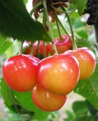 🍒 Cireașa Napoleon (Наполеон)