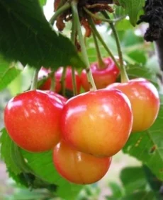 🍒 Cireașa Napoleon (Наполеон)
