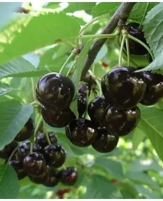 🍒 Cireașa Chernaya Rania (Черная рания)