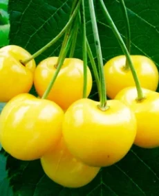 🍒 Cireașa Drogana Zholtaia (Дрогана жёлтая)