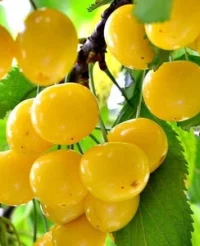 🍒 Cireașa Dacnitsa (Дачница)