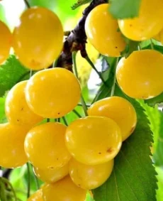 🍒 Cireașa Dacnitsa (Дачница)