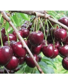 🍒 Cireașa Kordia (Кордия)