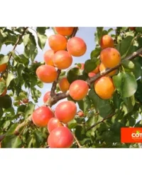 🍑 Caisa Ladi Kit (Лади Кит)