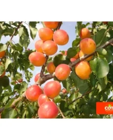 🍑 Caisa Ladi Kit (Лади Кит)