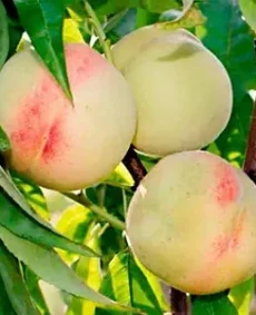 🍑 Piersicul Bely Lebed (Белый лебедь)