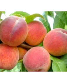 🍑 Piersicul Redheaven (Редхевен)
