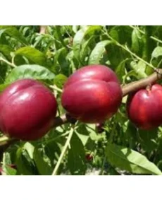 🍑 Nectarina Red Gold (Ред Голд)