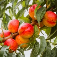 🍑 Nectarina Kaldeshi (Калдеши)