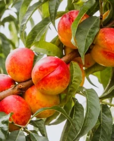🍑 Nectarina Kaldeshi (Калдеши)