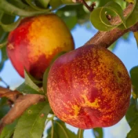 🍑 Nectarina Maricrest (Марикрест)