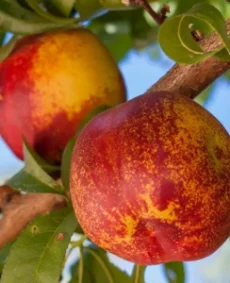 🍑 Nectarina Maricrest (Марикрест)