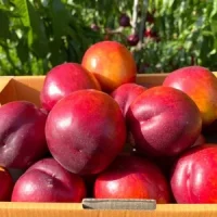 🍑 Nectarina Kora (Кора)
