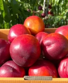 🍑 Nectarina Kora (Кора)