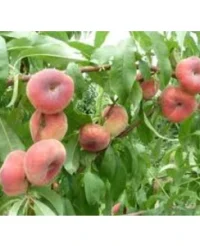 🍑 Piersicul plat UFO04 (UFO04)
