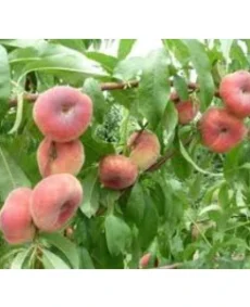 🍑 Piersicul plat UFO04 (UFO04)