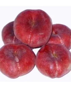 🍑 Piersicul plat nectarin Filoe (Филоэ)