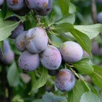 🍑 Prunul Președinte (Президент)