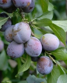 🍑 Prunul Președinte (Президент)