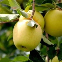 Golden Delicious (Голден Делишес)