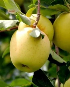 Golden Delicious (Голден Делишес)
