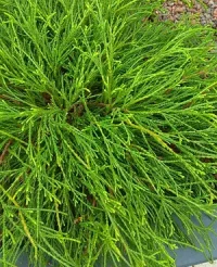🌲 Chiparos Filifera Nana – eleganță compactă pentru grădini rafinate