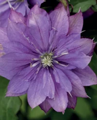Clematis ‘Rollercoaster’