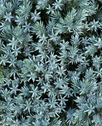 🌿 Ienupăr albastru „Blue Star” – accent modern cu nuanță argintie