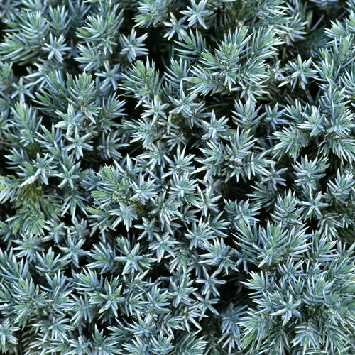 🌿 Ienupăr albastru „Blue Star” – accent modern cu nuanță argintie