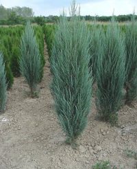 🌲 Ienupăr columnar „Blue Arrow”