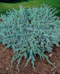 🌿 Ienupăr târâtor „Blue Carpet