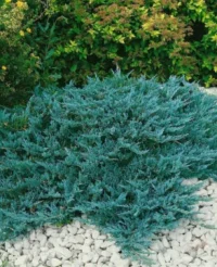 🌿 Ienupăr „Blue Chip”