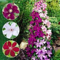 Climatis