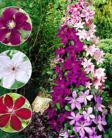 Climatis