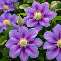 Clematis Barbara Jackman (Early Large-flowered Group)