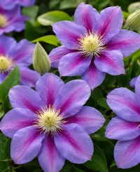 Clematis Barbara Jackman (Early Large-flowered Group)