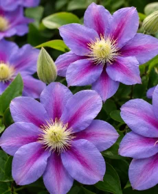 Clematis Barbara Jackman (Early Large-flowered Group)