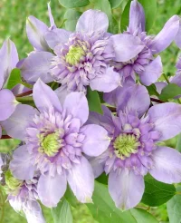 Clematis 'Blue Light'