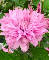 Clematis 'Multi Pink'