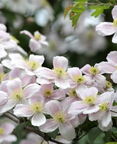 Clematis montana var. rubens 'Elizabeth'