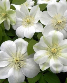 Clematis 'Guernsey Cream'