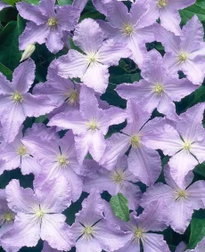 Clematis 'Blekitny Aniol'