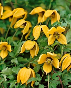 Clematis tangutica