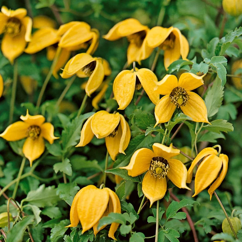 Clematis tangutica